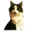 adk_cats_pack 28
