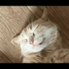 animalstickroom 25