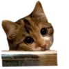 adk_cats_pack 30