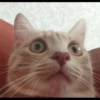 animalstickroom 28