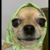 animalstickroom 29