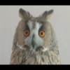 animalstickroom 30