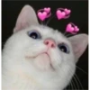 Love Memes ️ ️ 5
