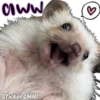 aww
StickersMN
d