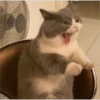 v o i d animals 5