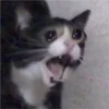 The cat hehe 5