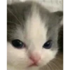 The cat hehe 6