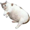 The cat hehe 7
