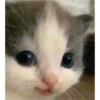 The cat hehe 8