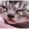 Love Memes ️ ️ 14