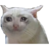 The cat hehe 9