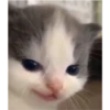 The cat hehe 10