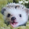 StickersMN
WOW