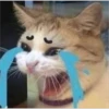 v o i d animals 14