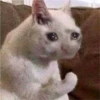 The cat hehe 11