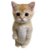 meme 13