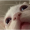 v o i d animals 18