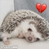 StickersMN