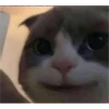 v o i d animals 21