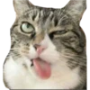 v o i d animals 22