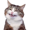 Cats 5