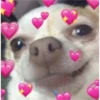 Love Memes ️ ️ 26