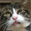 v o i d animals 25