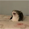 v o i d animals 26