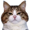Cats 6