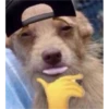 v o i d animals 29