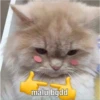 malu bgdd