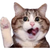 Cats 7