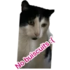 No buiscuits: