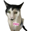 Hey