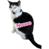 Noooo