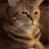 Meme pack 27