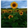 Sunflowers🌻❥☯︎ͫ3🇲🇽Clásica 24