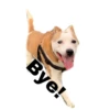 Bye!