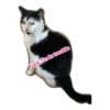 Pigiabatth