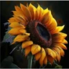Sunflowers🌻❥☯︎ͫ3🇲🇽Clásica 30
