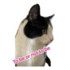 To be or not to be