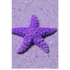 Roxo 1 14