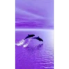 Roxo 1 19
