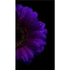 Roxo 1 30