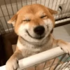 🐶🐕🦴PERRITOS | DOGS🦴🐕🐶 6
