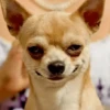 🐶🐕🦴PERRITOS | DOGS🦴🐕🐶 7