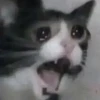 Meme kucing gif / cat 11
