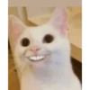 Memes - gatos bebes 🐱💕😂 7