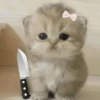 🐈‍⬛🐱🧶 GATOS | CATS 🧶🐱🐈‍⬛ 5