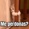 Memes - gatos bebes 🐱💕😂 8